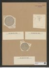 Coscinodiscus radiatus var. medius Grun. (de-Toni-Nr.: Genus 202, Species 4972) Zeichnungen Sammlung Grunow Nr. 8585 (NHMW-BOT-W0378236)